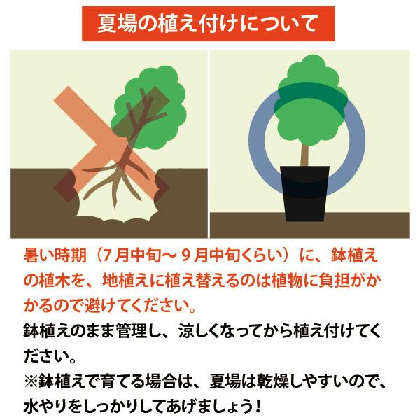 生産者直送］カナリーヤシ 樹高約0.6-0.8m フェニックス・カナリー