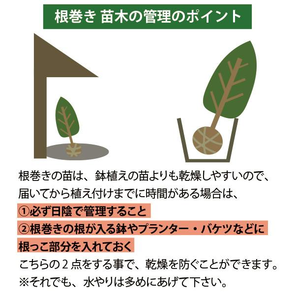 生産者直送］キンメツゲ スタンダード 仕立て 樹高約1m 送料無料 庭木
