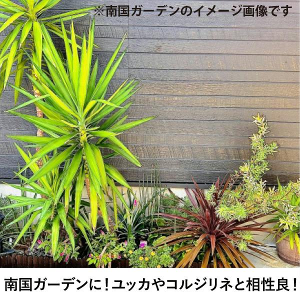 生産者直送］ココスヤシ 樹高約1-1.2m 南国ガーデン 送料無料 庭木