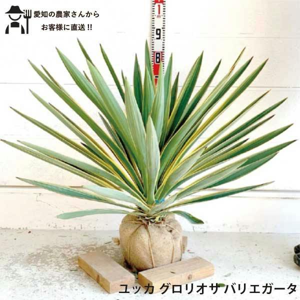 生産者直送］ユッカ グロリオサ バリエガータ 大株 根巻苗 樹高約70cm