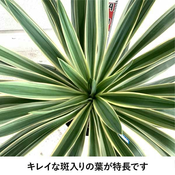 生産者直送］ユッカ グロリオサ バリエガータ 大株 根巻苗 樹高約70cm