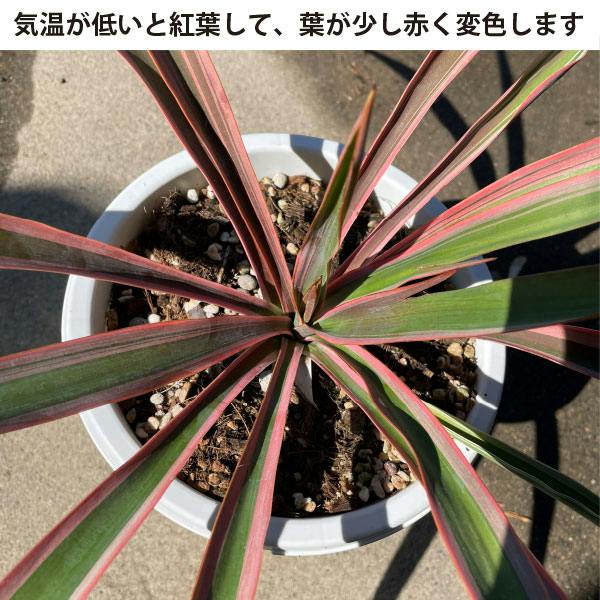 生産者直送］ユッカ グロリオサ バリエガータ 大株 根巻苗 樹高約70cm