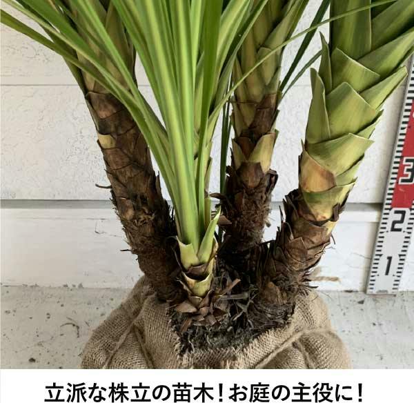 生産者直送］ドラセナ 株立ち ニオイシュロラン 青ドラセナ 大型 樹高