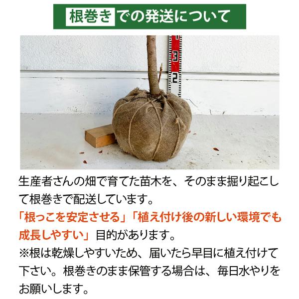 生産者直送］ドラセナ 株立ち ニオイシュロラン 青ドラセナ 大型 樹高