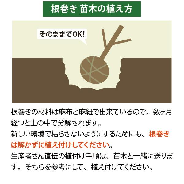 生産者直送］ドラセナ 株立ち ニオイシュロラン 青ドラセナ 大型 樹高