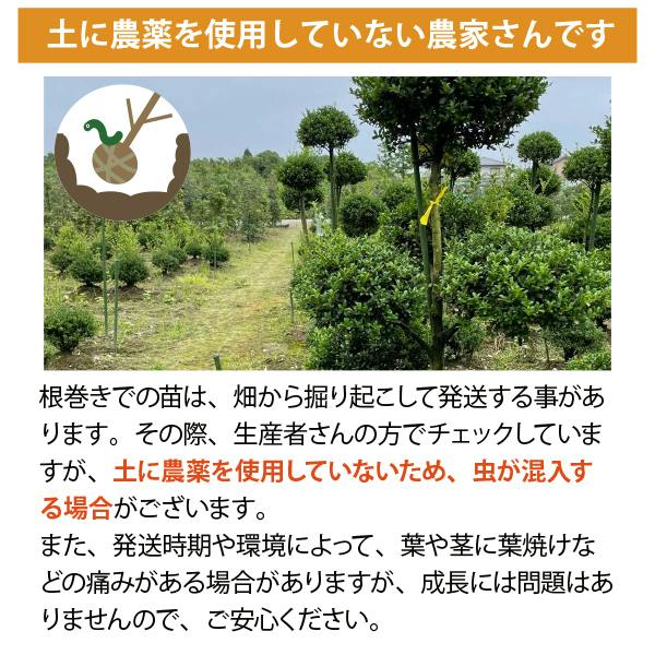 生産者直送］ドラセナ 株立ち ニオイシュロラン 青ドラセナ 大型 樹高
