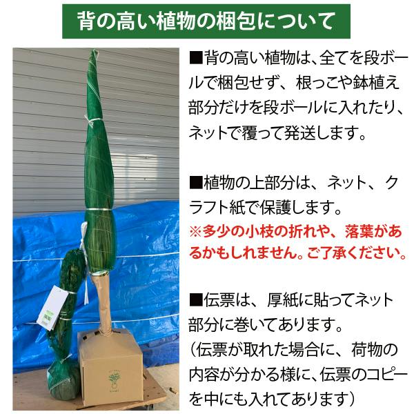 生産者直送］ドラセナ 株立ち ニオイシュロラン 青ドラセナ 大型 樹高
