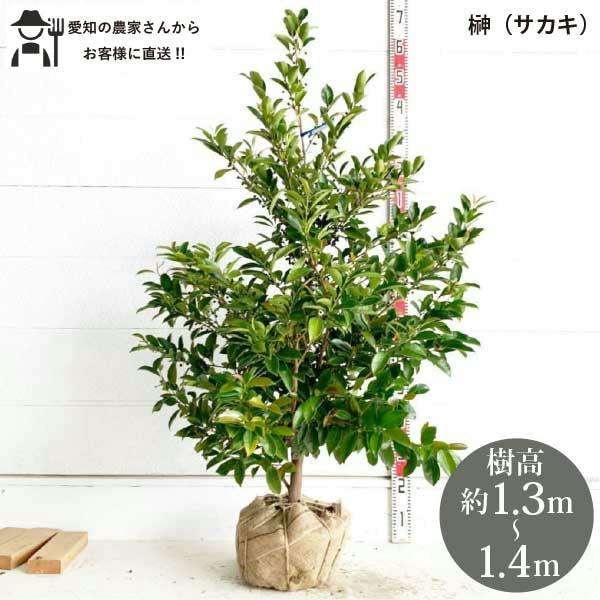 ［生産者直送］サカキ　榊　本榊 樹高約1.3-1.4m　送料無料　庭木　苗木　シンボルツリー　 鉢植え　人気　常緑性　高木 　根巻き［t］