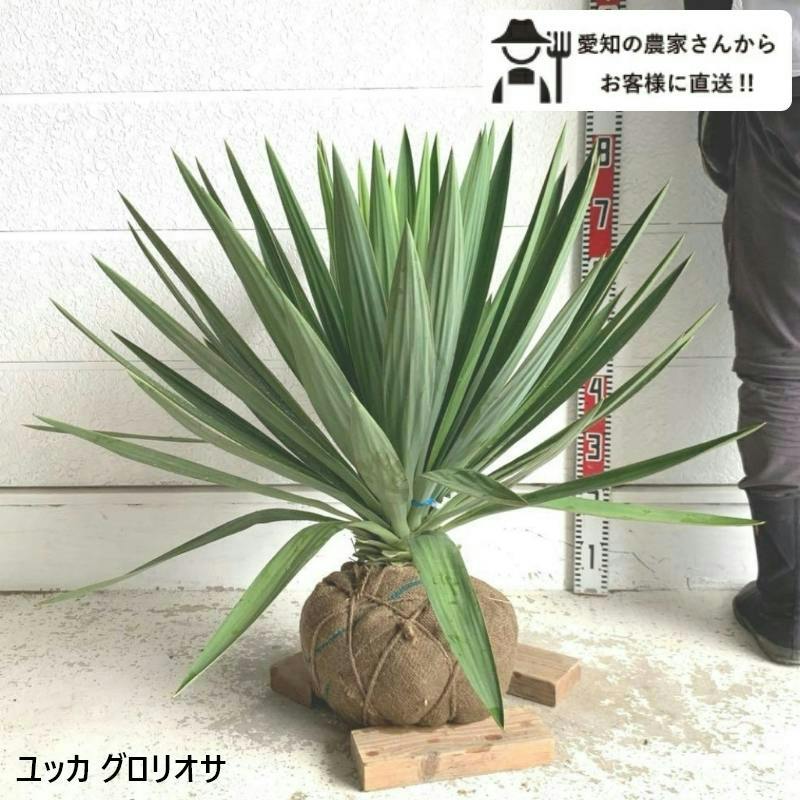 生産者直送］ユッカ グロリオサ 樹高約0.6-0.8m 送料無料 根巻き 大型