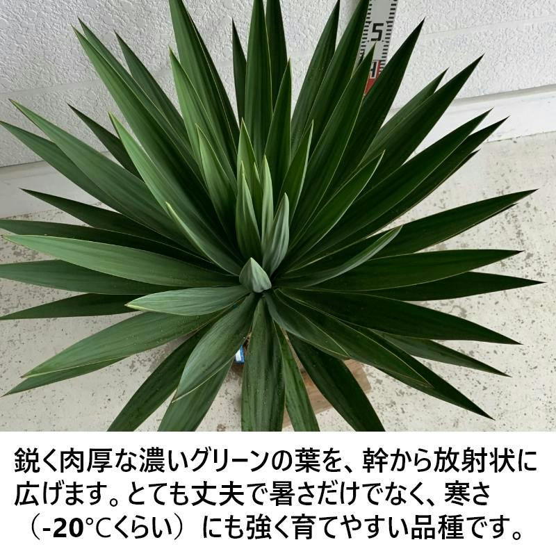 生産者直送］ユッカ グロリオサ 樹高約0.6-0.8m 送料無料 根巻き 大型