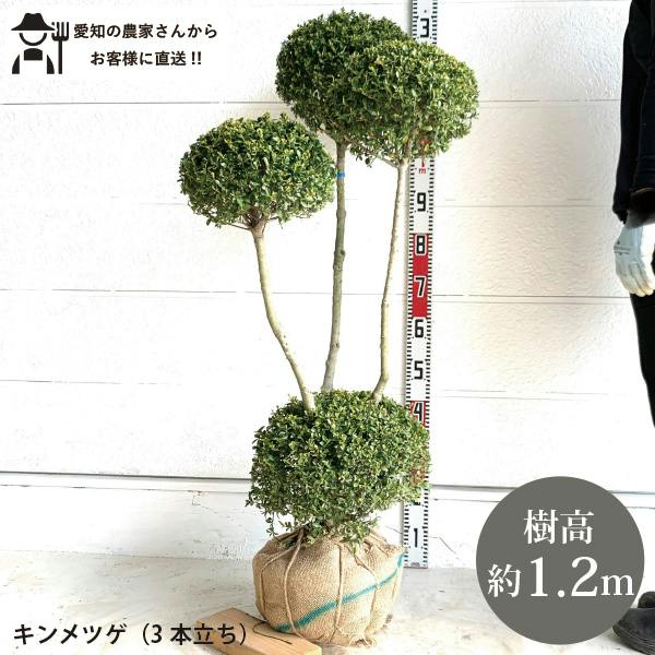 生産者直送］キンメツゲ 3本立ち 仕立て 樹高約1.2m 送料無料 庭木