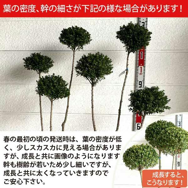 生産者直送］キンメツゲ 3本立ち 仕立て 樹高約1.2m 送料無料 庭木