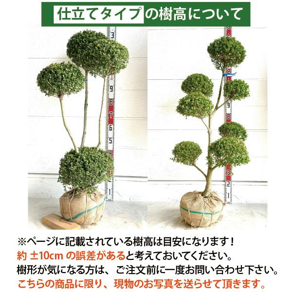 生産者直送］キンメツゲ 3本立ち 仕立て 樹高約1.2m 送料無料 庭木
