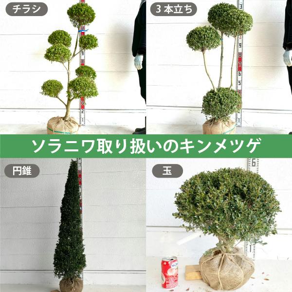 生産者直送］キンメツゲ 3本立ち 仕立て 樹高約1.2m 送料無料 庭木