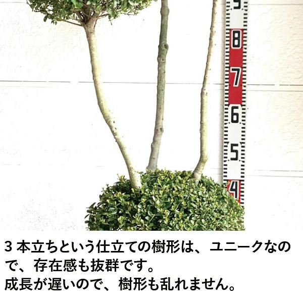 生産者直送］キンメツゲ 3本立ち 仕立て 樹高約1.2m 送料無料 庭木