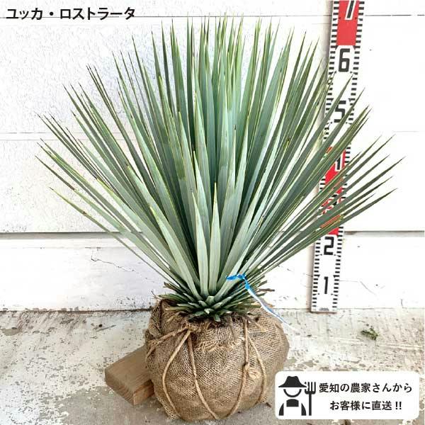 生産者直送］ユッカ ロストラータ 大株 根巻苗 樹高約40-60cm 庭木
