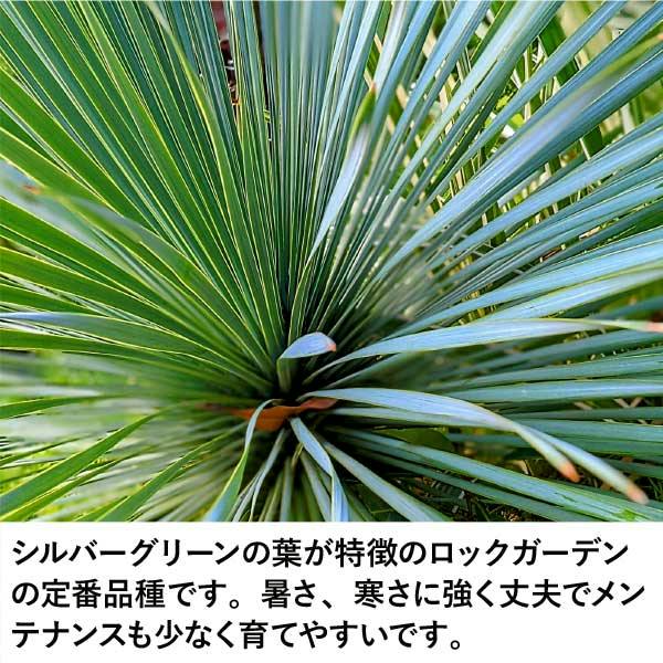 生産者直送］ユッカ ロストラータ 大株 根巻苗 樹高約40-60cm 庭木