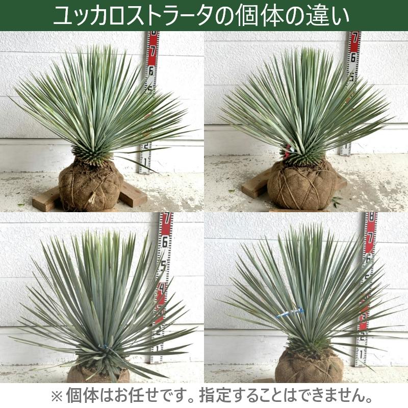 生産者直送］ユッカ ロストラータ 大株 根巻苗 樹高約40-60cm 庭木