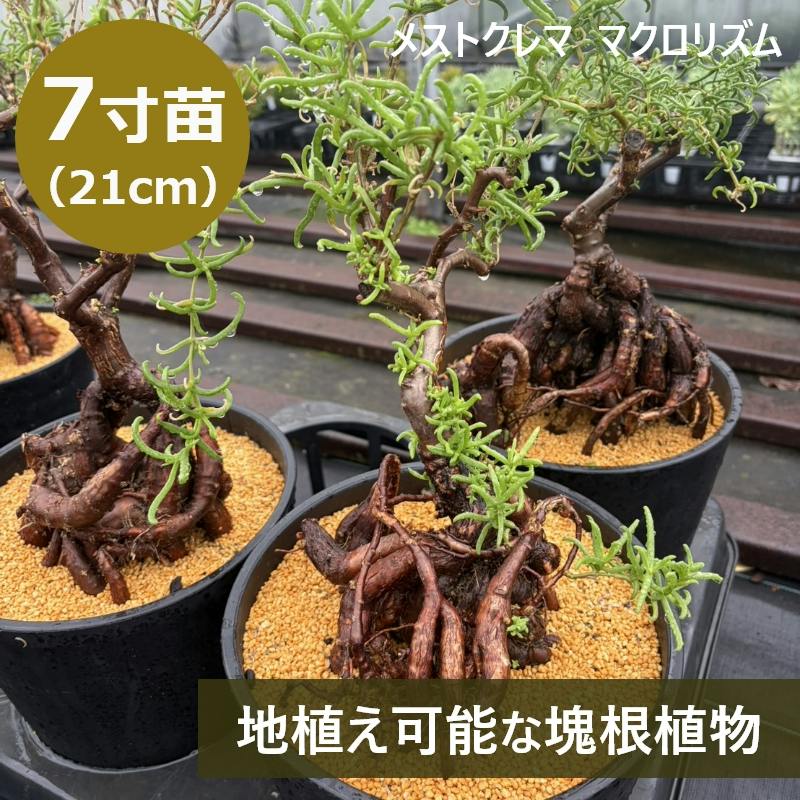 地植えできる塊根植物 メストクレマ マクロリズム 7寸（21cmポット