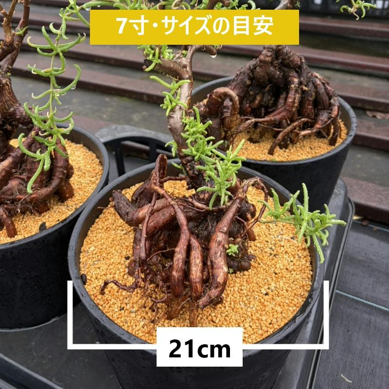 地植えできる塊根植物 メストクレマ マクロリズム 7寸（21cmポット