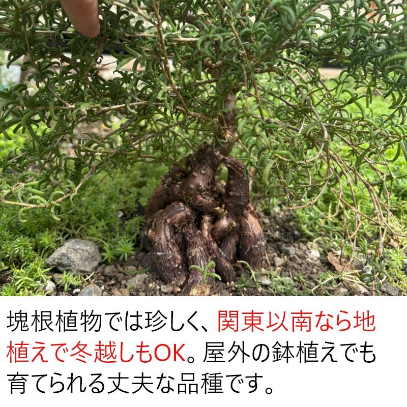 地植えできる塊根植物 メストクレマ マクロリズム 7寸（21cmポット