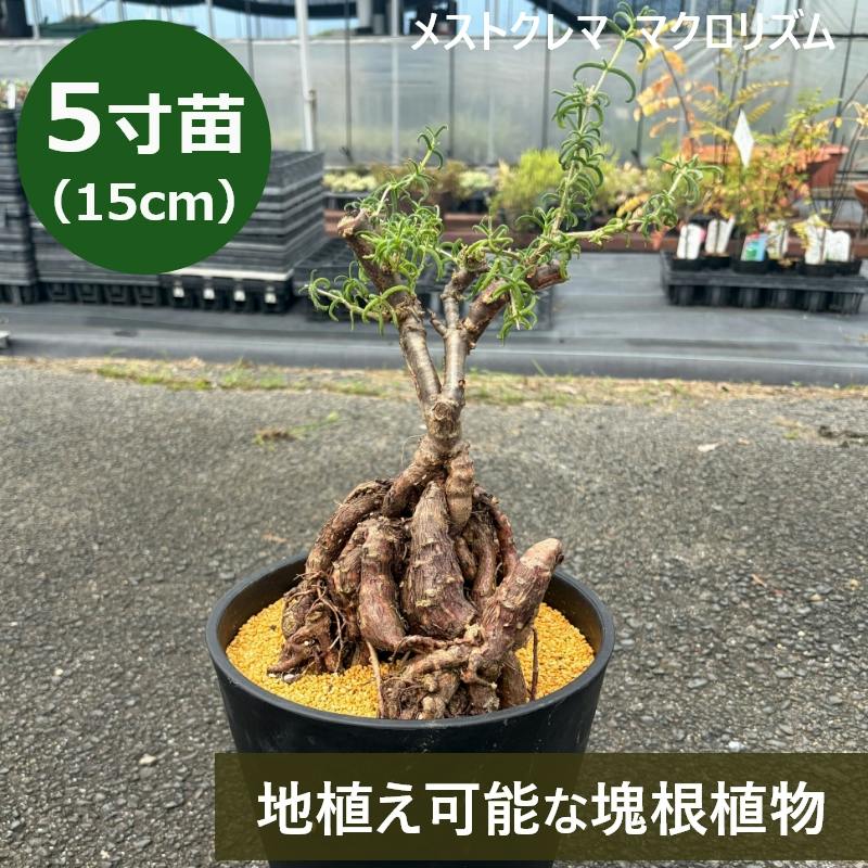 地植えできる塊根植物 メストクレマ マクロリズム 5寸（15cmポット