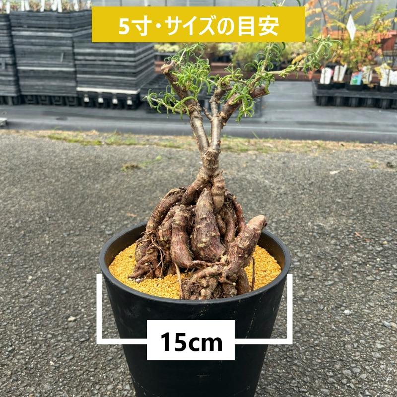 地植えできる塊根植物 メストクレマ マクロリズム 5寸（15cmポット