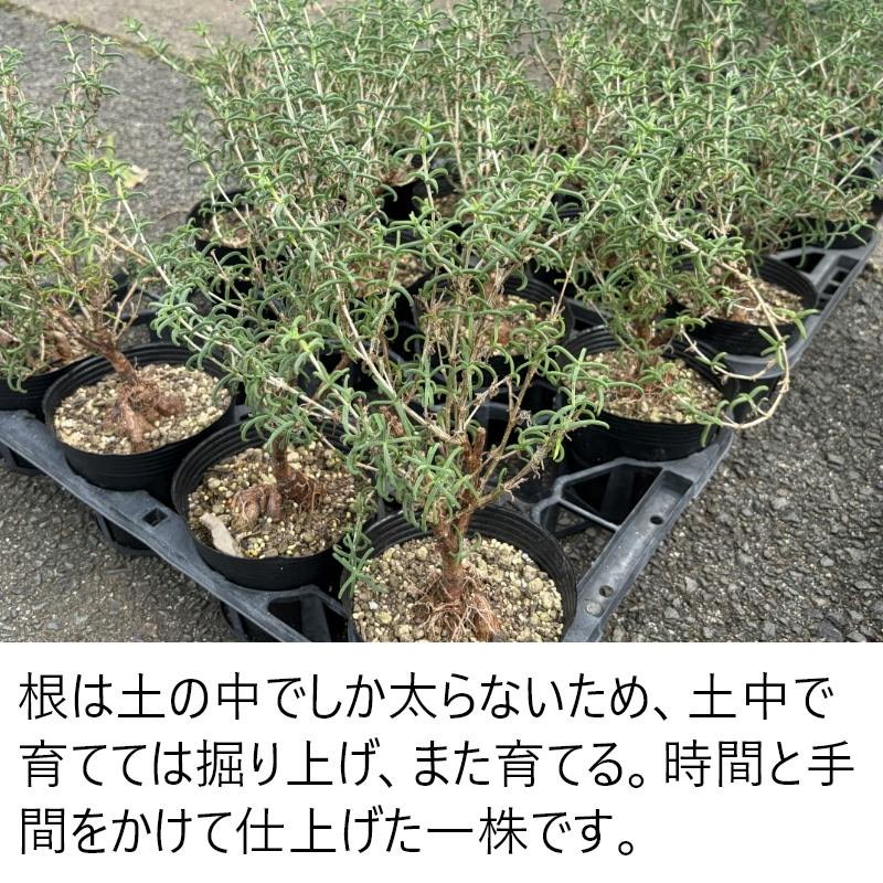 地植えできる塊根植物 メストクレマ マクロリズム 5寸（15cmポット