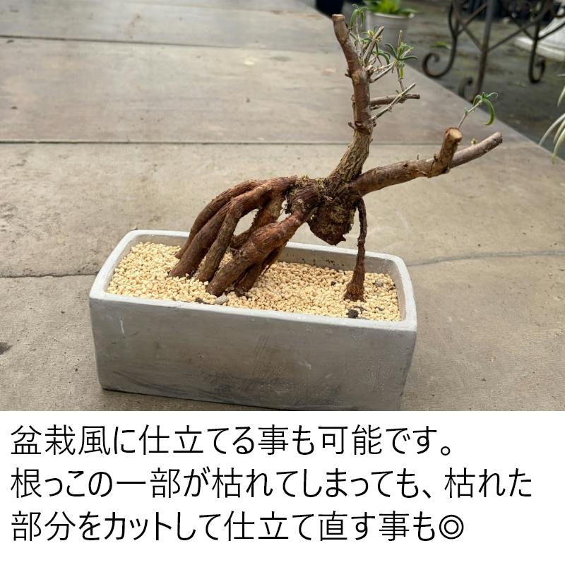 地植えできる塊根植物 メストクレマ マクロリズム 5寸（15cmポット