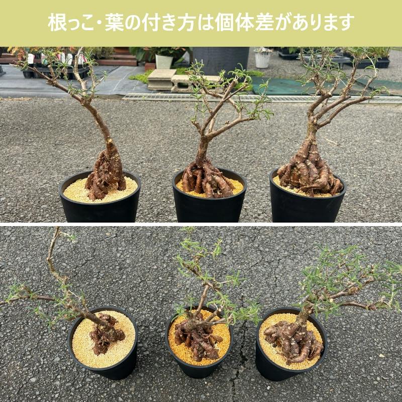地植えできる塊根植物 メストクレマ マクロリズム 5寸（15cmポット