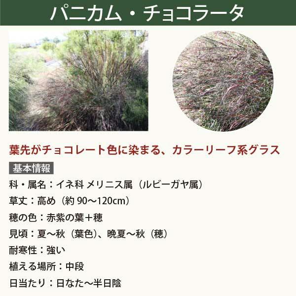 オーナメンタルグラス・草丈高め］ペニセタム・カーリーローズ