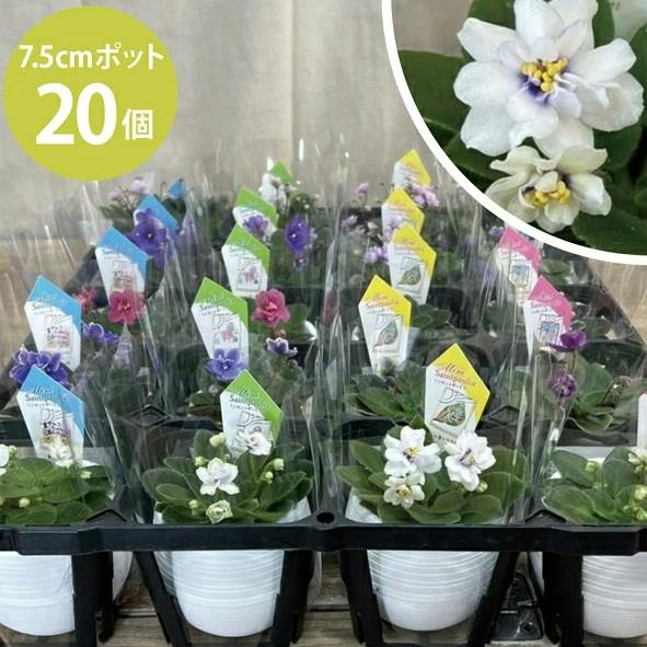 コレクション株‼️希少❗️ アデニア　アクレアータ　ソマリア　現地球　バリエム鉢付 ミニセントポーリア セトコ カラーミックス 2.5号 7.5cmポット 20個