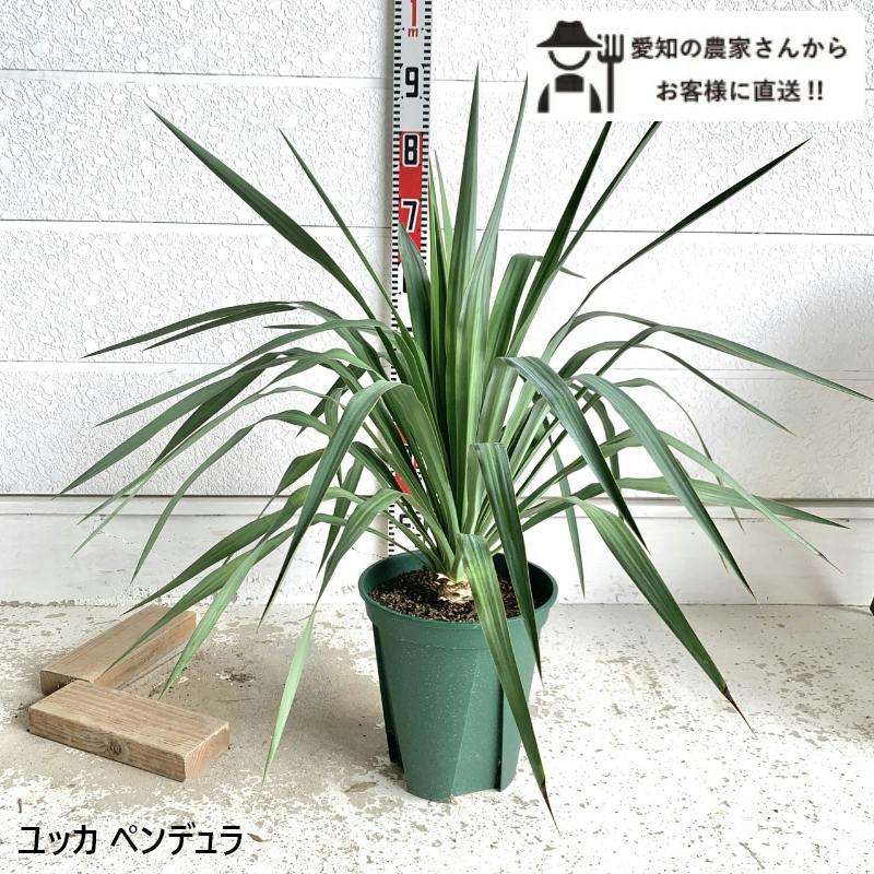 生産者直送］ユッカ ペンデュラ 樹高約60-70cm ロックガーデン 送料
