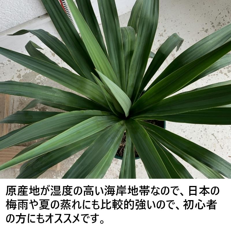 生産者直送］ユッカ ペンデュラ 樹高約60-70cm ロックガーデン 送料