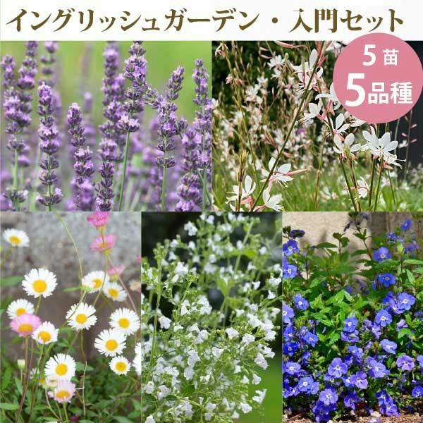 カインズ限定セット!!】［初心者向け］イングリッシュガーデン 9-15cm