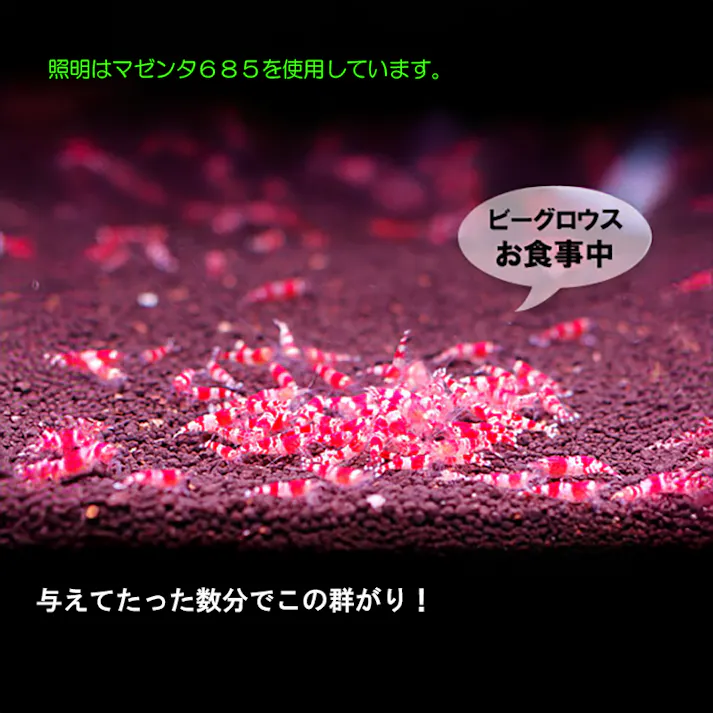 アクアシステム ビーグロウス 4516830310197【別送品】