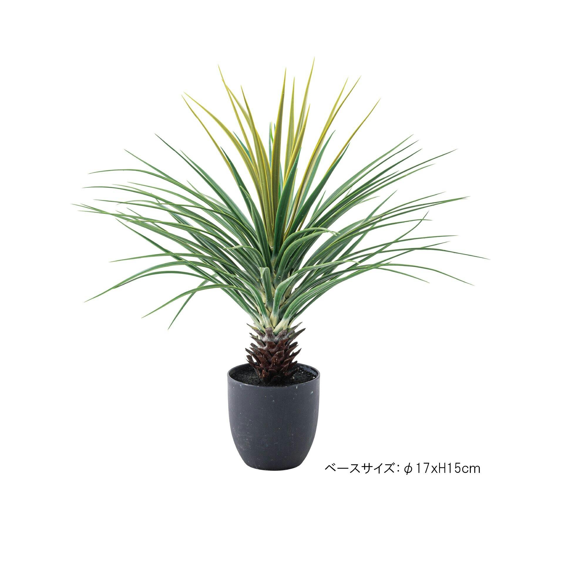 ohana  エッセンシャルグリーン 2箱　12500円 ohana エッセンシャルグリーン 2箱 12500円 ohana