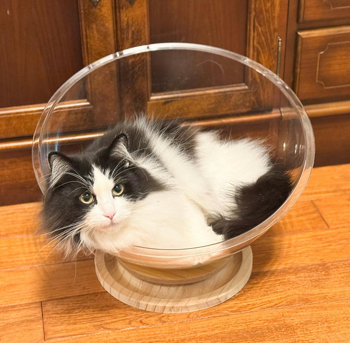 後藤家具物産 猫bowl 猫ベッド クリア 42×42×30 CAT-NEKOBOWL 猫