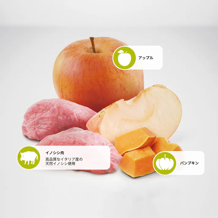 N&D パンプキン ワイルドボア アップル 成犬用 800g