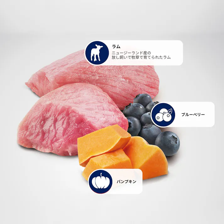 N&D パンプキン ラム ブルーベリー 成犬用 2.5kg