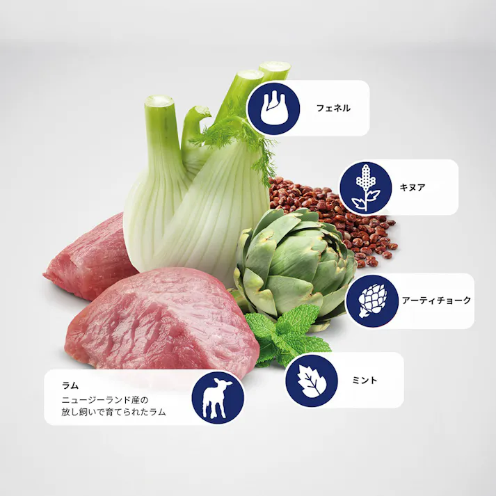 N&D キヌア ダイジェスチョン(お腹の健康サポート) 成犬用 800g