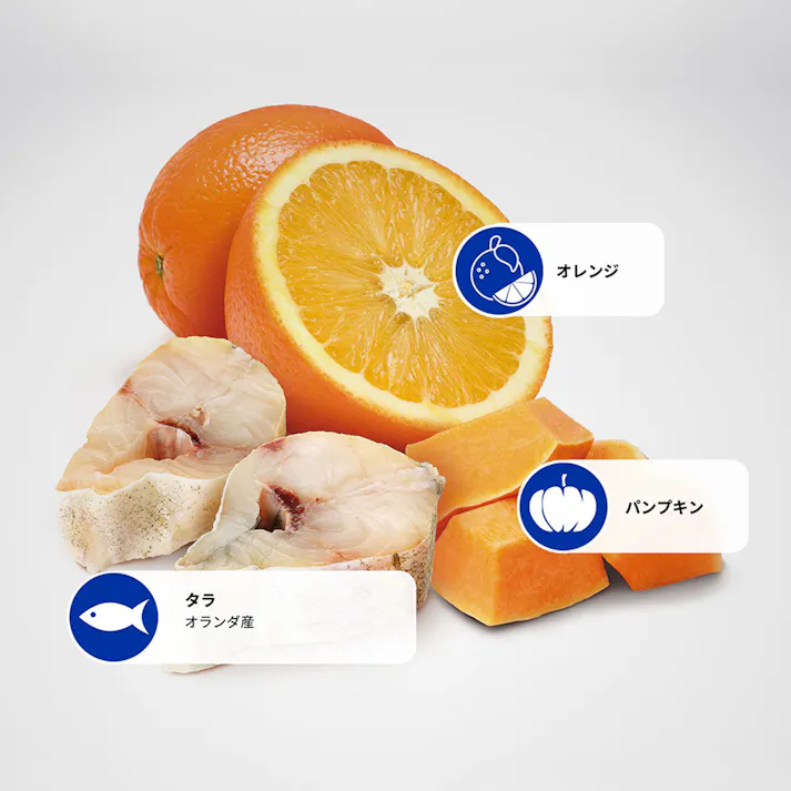 N&D オーシャン タラ・パンプキン オレンジ 成犬用 2.5kg