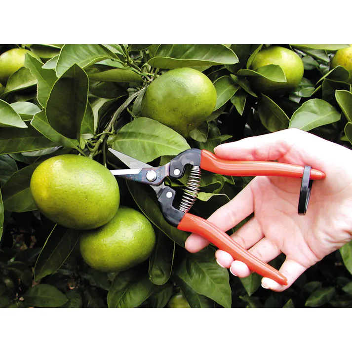 アルスコーポレーション(ARS) はさみ・摘果 190mm EA540AA-7 4518340877634【別送品】