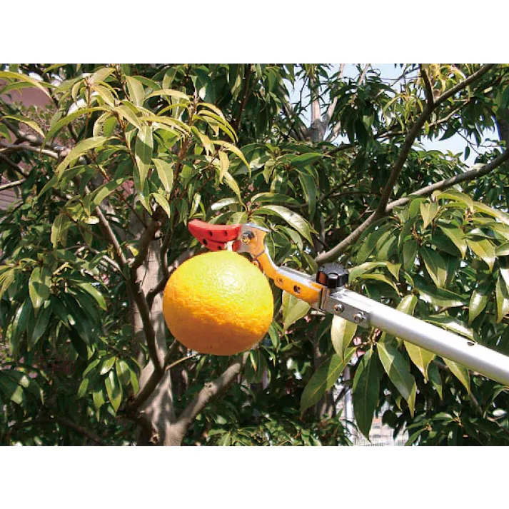 アルスコーポレーション(ARS) 高枝切(採収型・伸縮柄/刃長60mm) 1.8-3.0m EA650AX-31 4518340050815【別送品】