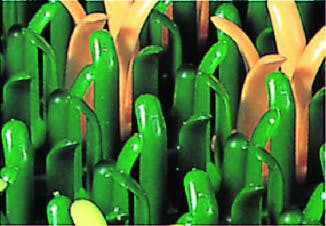 テラモト 足拭きマット(泥落とし) 600x874mm EA997RX-5 4518340613409