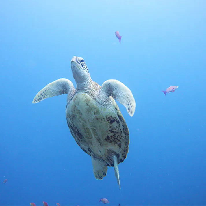 ペンタックスリコー 耐衝撃防水デジタルカメラ(保護フィルム・SDカード付) EA759GA-178G 4518340292352【別送品】