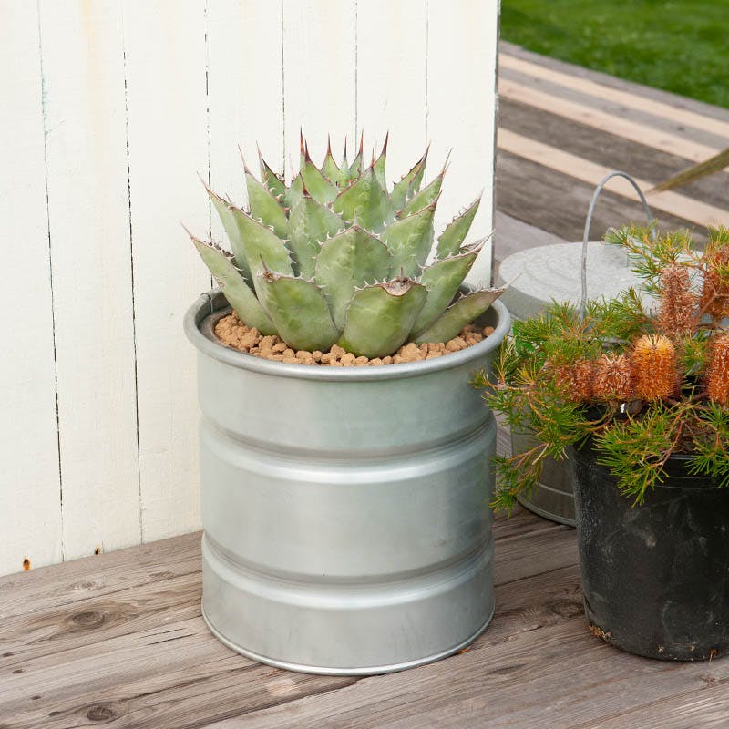 DULTON GALVANIZED TANK ガルバナイズドタンク L 新品 楽天市場】【特典付】 ガルバナイズド タンク L 12号鉢 植木鉢