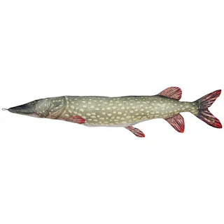 ダルトン DULTON フィッシーズ パイク 195FISHES PIKE 195 Y-0506 4997337085724【別送品】