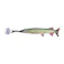 ダルトン DULTONリトル フィッシーズ パイクLITTLE FISHES PIKE Y-0631 4997337090810【別送品】