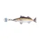 ダルトン DULTONリトル フィッシーズ ザンダーLITTLE FISHES ZANDER Y-0636 4997337090865【別送品】